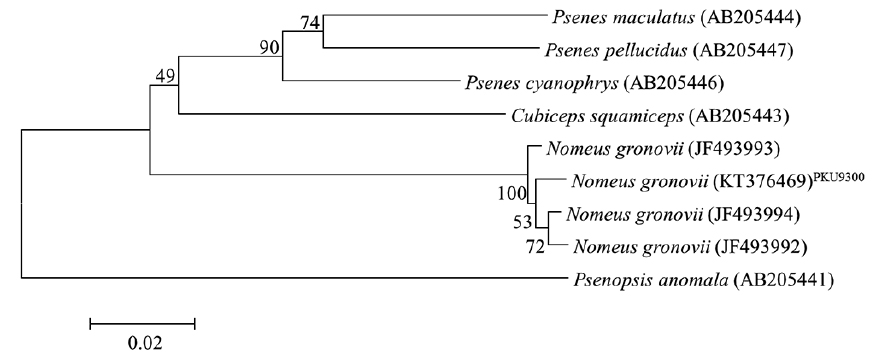 Neighbor joining tree based on 500 base pairs of sequences for mtDNA COI gene of Nomeus gronovii collected from Korea and South Africa (JF493992-493994) with other Nomeidae species. Psenopsis anomala was used as an outgroup.