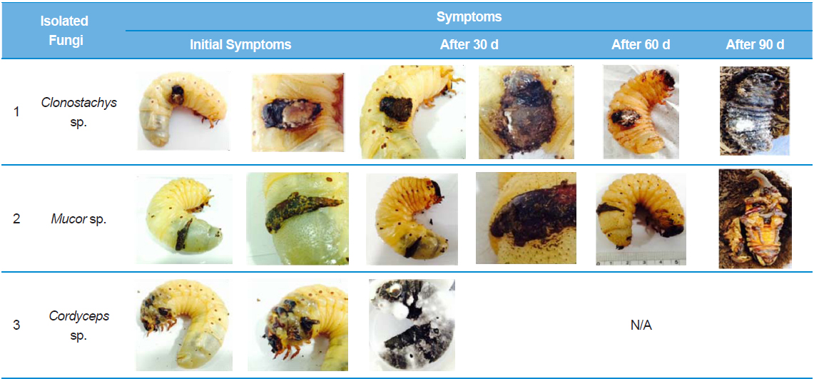 Symptoms of opportunistic fungal infection on Allomyrina dichotoma