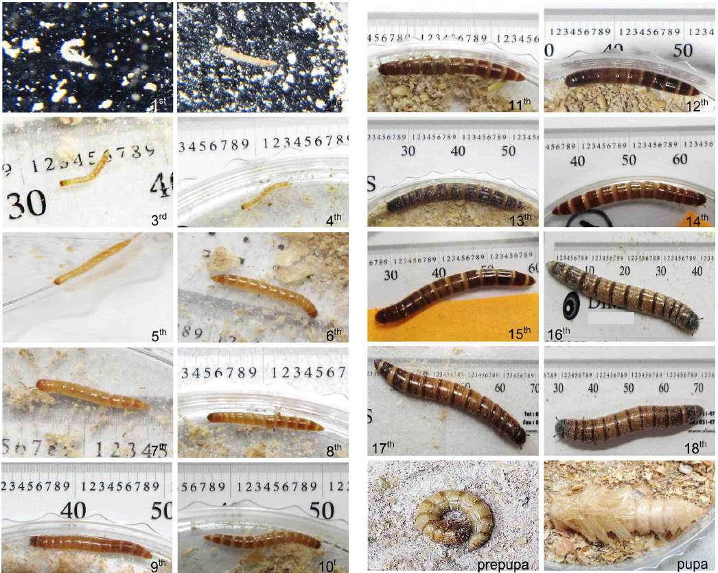 Different larval instars. Photographs were taken after the exuvium was observed.