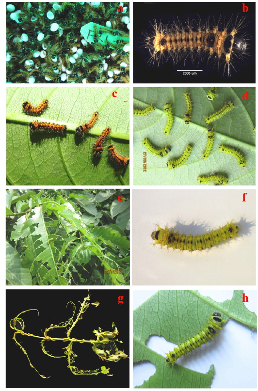(a). Hatching of A. mylitta, (b). Just hatched larva, (c). Brushed larvae, (d). First instar larvae after 24 h, (e & g). Eaten leaves of L. speciosa and (f & h). First instar larvae before moult.