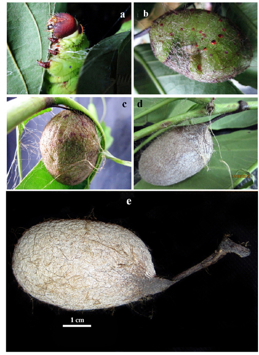 (a). Beginning of cocoon spinning by grown up 5th instar larva, (b). Formation of hammock, (c). Spinning inside the cocoon, (d). Fully formed cocoon and (e). Harvested cocoon of A. mylitta from New Forest, FRI, Dehradun.