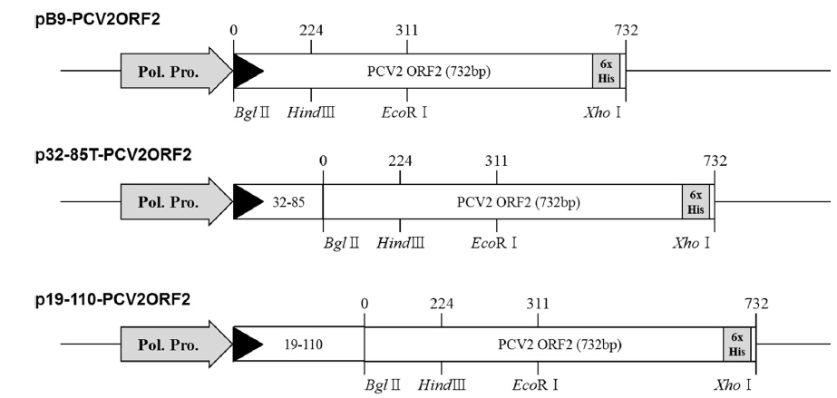 Schematic representation of recombinant transfer vectors pPCV2ORF2, p19-110-PCV2ORF2. and p32-85T-PCV2ORF2.