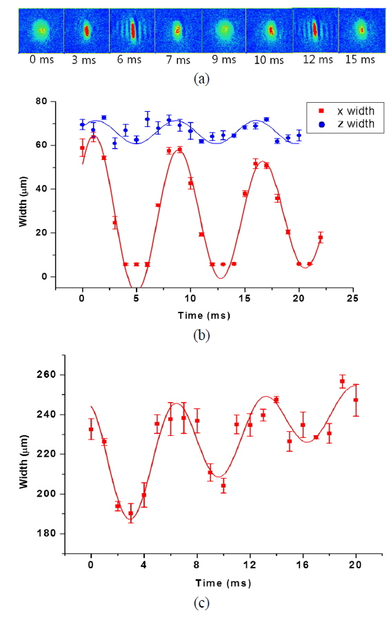 The width oscillations induced by the adiabatic deformation with final Id = 47.0 mA. (a) Shape oscillation of a pure BEC. After the deformation, the condensate was allowed to freely oscillate in the deformed trap for a variable time. The absorption images were taken along the y-axis after a 10 ms time-of-flight. Each absorption image has a 360 × 360 μm2 size and the trap maintenance time below. (b) The widths oscillation of pure BEC. The x and z-directional widths oscillate in the same phase with large and small amplitudes, respectively: monopole m = 0 mode. From fitting an exponentially decaying sine function, the frequency and the damping rate were determined as 127.9±1.4 Hz and 28.2±5.1 s-1, respectively. (c) The x-directional width oscillation of the thermal cloud at T/Tc？1.5. The determined frequency is 152.5±7 Hz and the width shows rapid diffusion.