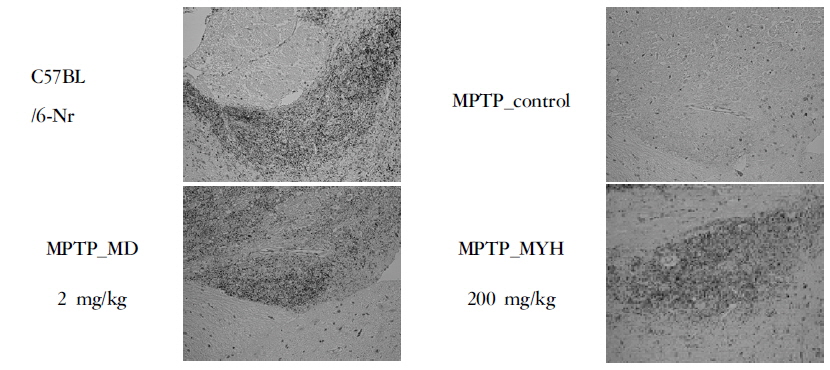 TH-IR cells in the SNpc of mice were determined by an immunostaining assay with rabbit anti-TH antibody in a subacute MPTP mouse model of Parkinson's disease