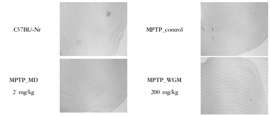 Effects of Modified Yuldahanso-tang (MYH) on the histological analysis of hippocampal lesion in the MPTP -induced Parkinson's disease (Pd) mice