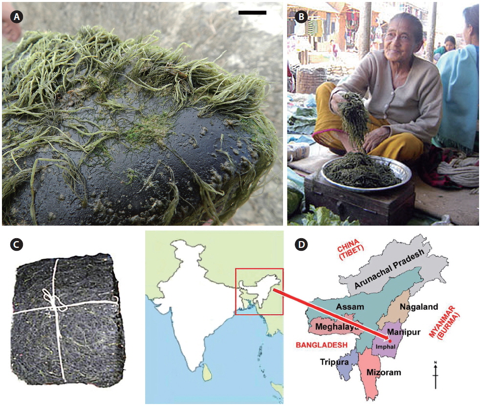 (A) Lemanea manipurensis growing on stones from Chakpi River. (B) Woman selling freshly collected Lemanea (Nungsham) at a market in Manipur. (C) Packet (100 g) of dried Nungsham for sale on the internet (20 rupees). (D) Map of NE India showing Manipur and other states in the Indo-Burma Biodiversity Hotspot region. Scale bar represents: A, 5 mm.