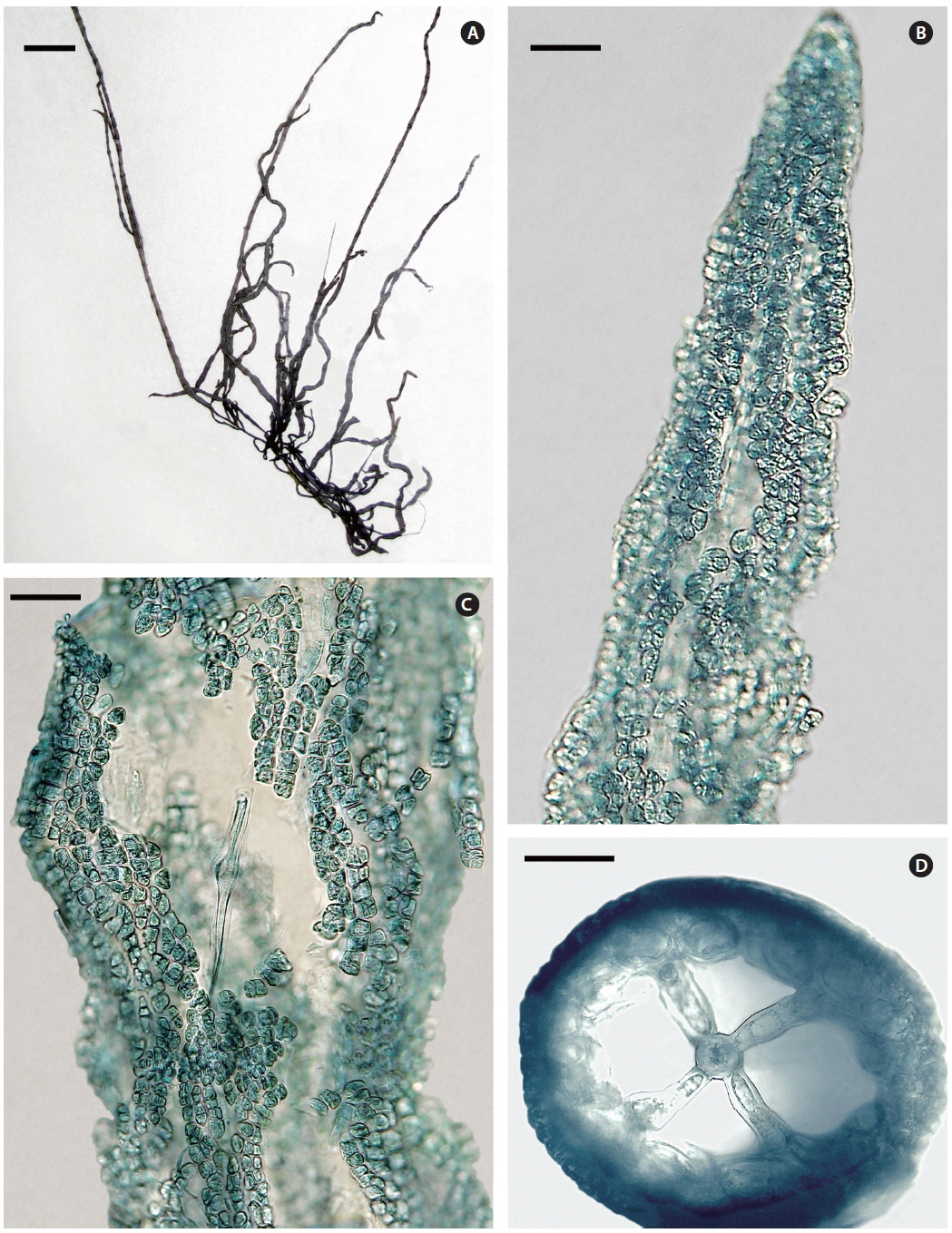 Lemanea manipurensis E. K. Ganesan, J. A. West, Zuccarello et J. Rout sp. nov. Specimens for B-D lightly stained with aniline blue. (A) Holotype. Dried thallus showing natural colour, minimal branching and elongate basal stolon. (B) Slightly squashed apical sector of branch showing the outer cell layers and central axial filament. (C) Slightly squashed midsection of branch showing the axial filament devoid of cortical filaments. (D) Cross section of branch showing the four basal cells of the outer whorl branchlets at a node. Scale bars represent: A, 5 mm; B & C, 30 μm; D, 20 μm.