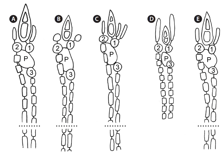 Diagrams of cortical initials with spines, acropetal cells and basipetal filaments at axial nodes in Centroceras species from Bermuda showing the pattern on most periaxial cells, the first (abaxial) periaxial cell development not depicted. (A) C. arcii sp. nov. (B) C. gasparrinii. (C) C. hyalacanthum. (D) C. illaqueans sp. nov. (E) C. micracanthum. P, periaxial cell; 1-3, sequence of cortical initials (dotted lines for species where all basipetal corticating cells not shown).