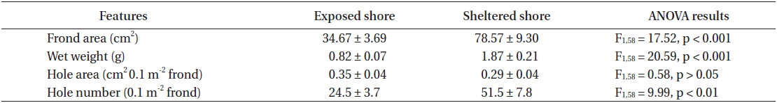 Effects of wave exposure on the frond area, hole area, and hole number of Ulva australis collected from the exposed and sheltered shores of Seongsan, Jeju, Korea