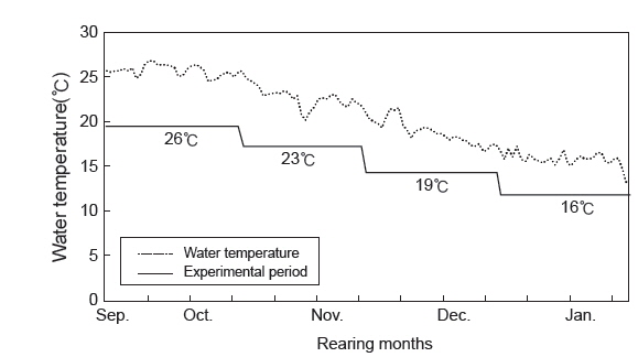 The change of water temperature during the experiment period of longtooth grouper Epinephelus bruneus under natural water temperature.