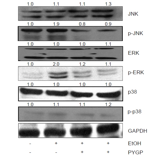 Effect of Pyropia yezoensis glycoprotein (PYGP) in MAPK pathway regulators expression in rats.