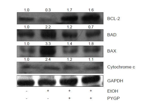 Effect of Pyropia yezoensis glycoprotein (PYGP) on Bcl-2 family protein expression in rats.