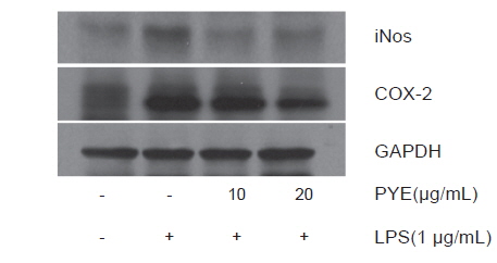 Effect of Pyropia yezoensis extract on iNOS and COX-2 protein expression in LPS stimulated RAW 264.7 cells.