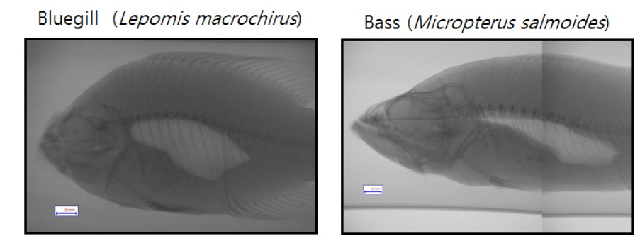 Examples of digitized and reconstructed shape of a fish body and a swimbladder for bluegill Lepomis macrochirus and bass Micropterus salmoide.
