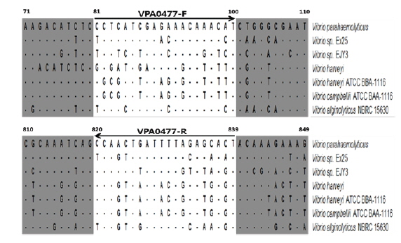 Nucleotide sequence alignment of the VPA0477 gene of V. parahaemolyticus, Vibrio sp. EX25, Vibrio sp. EJY3, V. harveyi, V. harveyi ATCC BBA-1116, V. campbellii ATCC BAA-1116, and V. alginolyticus NBRC15630. Nucleotides identical to those of V. parahaemolyticus are indicated with dots. Primer sets (VPA0477-F and VPA0477-R) are indicated by the arrows.