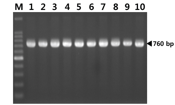 Agarose gel electrophoresis of V. parahaemolyticus-specific DNA products amplified in PCR using primer set VPA0477-F and VPA0477-R.
