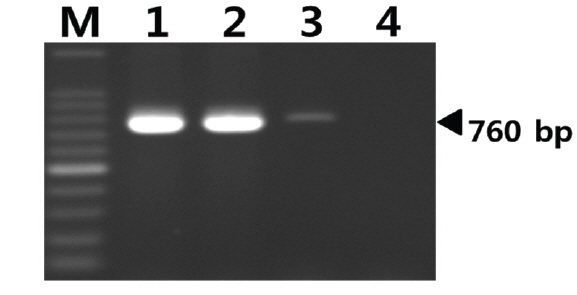 Agarose gel electrophoresis of DNA products amplified from V. parahaemolyticus RIMD2210633 in PCR assay using VPA0477 primers. M, 100 bp ladder marker; lane 1, 1.0×103 CFU; lane 2, 1.0×102 CFU; lane 3, 1.0×101 CFU; lane 4, 1.0×100 CFU.
