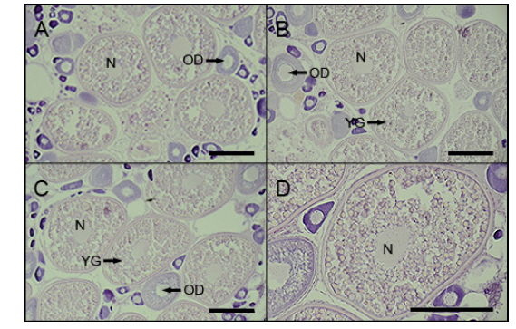 Histological observation of oocytes in blacktip grouper Epinephelus fasciatus.