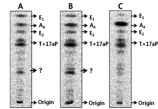 Autoradiograms of steroid metabolites incubated with [3H]17α-hydroxyprogesterone from blacktip grouper Epinephelus fasciatus ovarian follicles at three different oocyte diameter. Four metabolites were separated by thin layer chromatography developed with a benzene: acetone (4:1) and benzene: ethyl acetate (4:1) solvent system. A, Oocytes of 0.45 mm diameter; B, Oocytes of 0.48 mm diameter; C, Oocytes of 0.50 mm diameter; A4, androstenedione; E1, estrone; E2, estradiol-17β; T, testosterone; ?, unknown.
