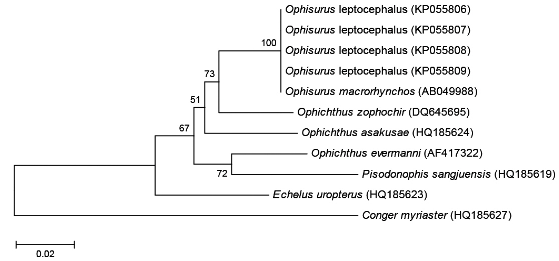 Neighbor-joining tree based on mtDNA 12S rRNA nucleotide sequences showing the relationships among the Ophisurus leptocephali and 6 ophichthid species with one outgroup (Conger myriaster). The Neighbor-joining tree was constructed using the Kimura-2-parameter distance model.10,000 replications of bootstrap. Bar indicates genetic distance of 0.02.
