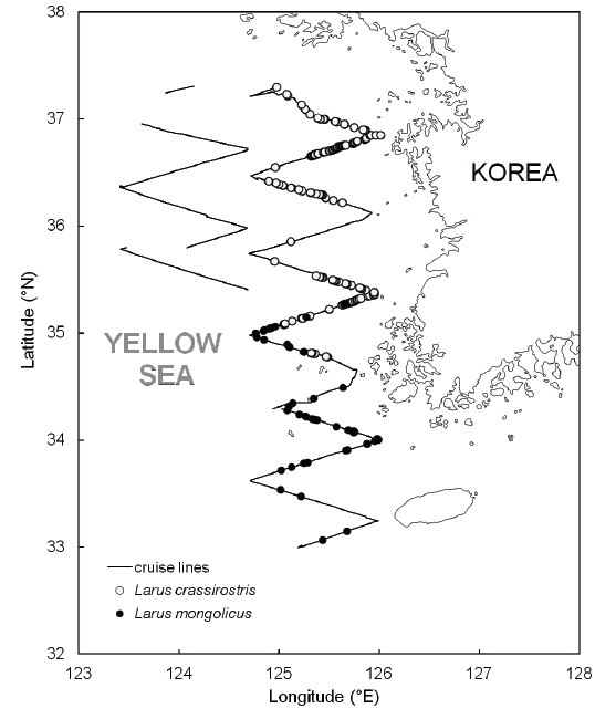 Cruise lines and distribution of Larus crassirostris and Larus vegae in the Yellow Sea.