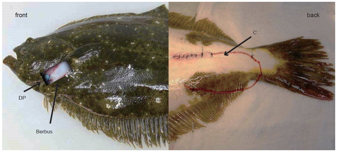 Photograph of flounder Paralichthys olivaceus showing position of the Doppler flow probe (DP) secured around the ventral aorta and caudal aortic cannular (C).
