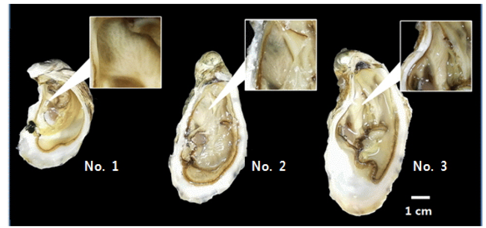 Testis development of tetraploid Pacific oyster Crassostrea gigas, used in this experiments.