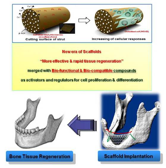 Regenerative medicine for bone tissue.