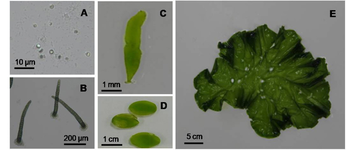 Growth stage of Ulva australis: A, zygotes; B, germlings; C, juvenile; D, E, adult.