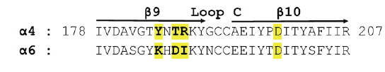 Sequence alignment around loop C of rat Rattus norvegicus α4 and α6 subunits. The Arrows indicate the secondary structure of β9 and β10 strands, and three residues with bold face are mutation sites of current study.