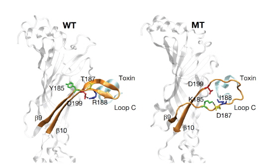 Snapshots from the wild type (WT) and mutant type (MT) simulations indicating the conformational changes around loop C after mutation. The side chains of residues involved in salt bridge and mutation are represented by sticks. The salt bridges formed by two opposite charged amino acids are indicated by broken black lines.