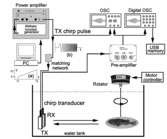 Schematic diagram of the experimental setup for measuring the broadband echoes from live individual fish. (a) Diagram of time and frequency for generating the chirp pulse signal, (b) Transmitting chirp pulse signal.