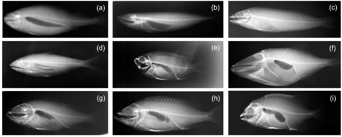Morphotypes observed on X-ray photographs of nine fish species. Photographs highlight the swimbladder and mineralized structures such as skeleton, rocker bone and otoliths. (a) large yellow croaker Larimichthys crocea, (b) chub mackerel Scomber japonicus, (c) fat greenling Hexagrammos otakii, (d) konoshiro gizzard shad Konosirus punctatus, (e) whitesaddled reeffish Chromis notata notata, (f) black scraper Thamnaconus modesutus [K], (g) black rockfish Sebastes schlegeli, (h) goldeye rockfish Sebastes thompsoni, (i) striped beakperch Oplegnathus fasciatus.