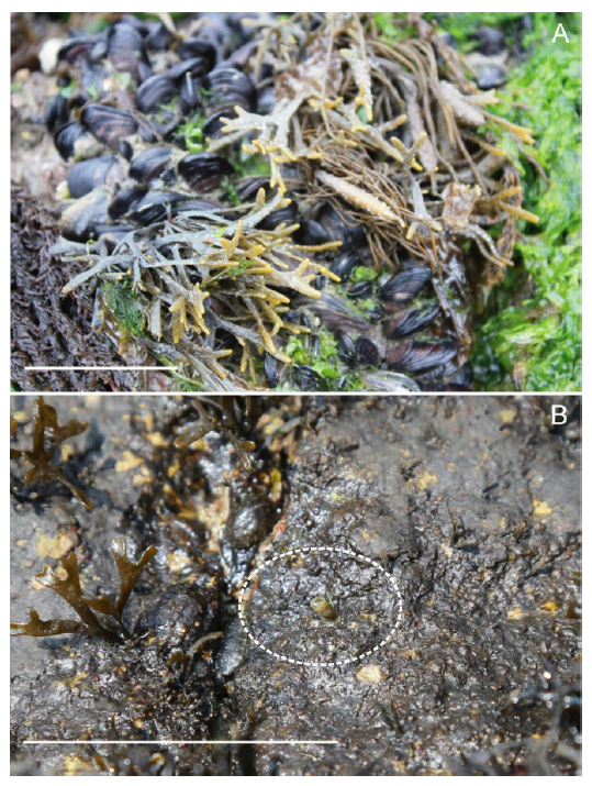 The natural habitat of Silvetia siliquosa at Geumgap, Jindogun, Korea. A: June 2013. B: September 2013. Dotted circle emphasized stipe and holdfast part after decayed thallus. Scale bars 10 cm.