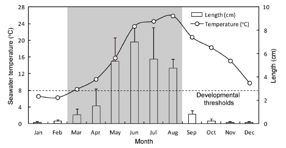 Relation between seawater temperature and length of Silvetia siliquosa at the natural population in Geumgap, Jindo-gun, Korea. Vertical bar represents standard deviation. Shaded area indicates maturation period in the habitat. Note the developmental thresholds.