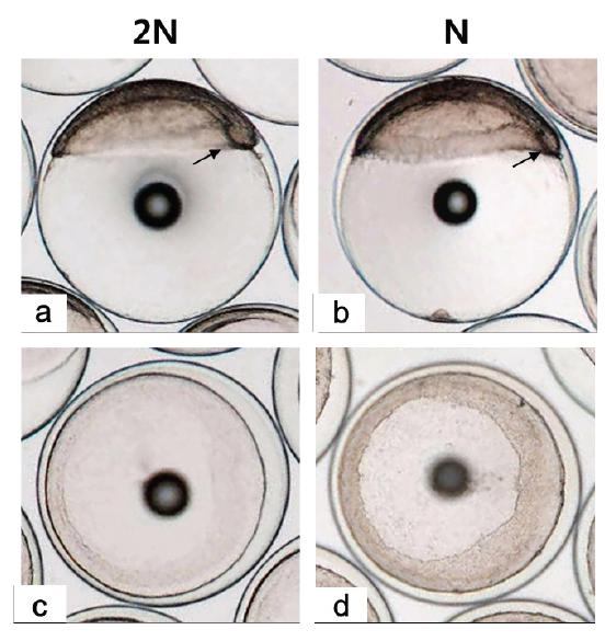 External morphology of embryonic shield stage in diploid (a,c) and haploid (b,d) Paralichthys olivaceus. a, c: face view (a) and animal view (c) of embryonic shield stage in diploid at 14 h after fertilization. b, d: face view (b) and animal view (d) of embryonic shield stage in haploid at 15 h after fertilization. Embryonic shield, arrow.
