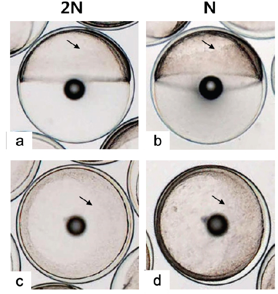 External morphology of 40 - 45% epiboly stage in diploid (a,c) and haploid (b,d) Paralichthys olivaceus. a, c: face view (a) and animal view (b) of 40-45% epiboly stage in diploid at 16 h after fertilization. b, d: face view (b) and animal view (d) of 40-45% epiboly stage in haploid at 17 h after fertilization. Germ ring, arrow.