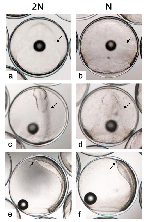Morphology of embryonic body in 80-90% epiboly stage of diploid (a, c, e) and haploid (b, d, e) Paralichthys olivaceus. a: Ventral view of 80% epiboly stage in diploid at 20 h after fertilization. b: ventral view of 80% epiboly stage in haploid at 21 h after fertilization. c, e: Ventral view (c) and left side view (e) of 90% epiboly stage in diploid at 21 h after fertilization. d, f: Ventral view (d) and left side view (f) of 90% epiboly stage in haploid at 24 h after fertilization. Embryonic body, arrow.