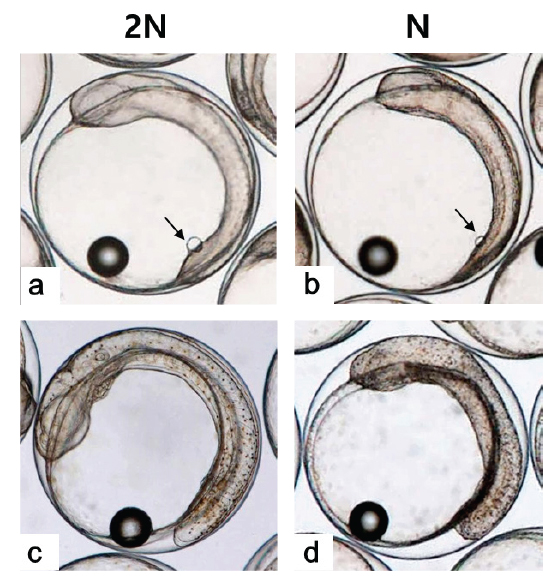Appearance and disappearance of Kupffer's vesicle in diploid (a,c) and haploid (b,d) Paralichthys olivaceus. a: Appearance of Kupffer's vesicle (arrow) in diploid at 25 h after fertilization. b: Appearance of Kupffer's vesicle (arrow) in haploid at 26 h after fertilization. c, d: Disappearance of Kupffer's vesicle in diploid (c) and haploid (d) at 34-36 h after fertilization. Kupffer's vesicle, arrow.