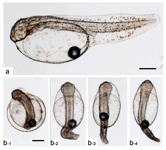 The shape and length of tail in Just-hatched larva of diploid (a) and haploid (b) Paralichthys olivaceus. All scale bars indicate 0.25 mm