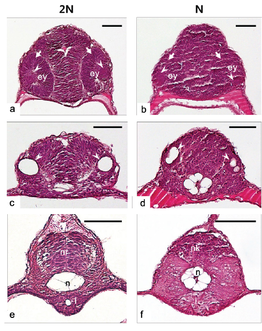 Histological cross sections of head region in diploid and haploid Paralichthys olivaceus at hatching stage. a, b: Eyes (ey) of a diploid (a) and haploid (b) larva. Neural retina, arrows; lens, arrowheads. c, d: Otic vesicles of a diploid (c) and haploid (d) larva. Otic vesicles, arrowheads. e: Neural rod (nr), notochord (n) and intestine (i) of a diploid larva. f: Neural keel (nk), notochord (n) and intestine (i) of a haploid larva. All scale bars indicate 50 μm.