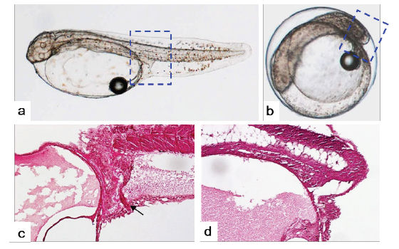 Microphotography and histological section of diploid and haploid Paralichthys olivaceus at hatching stage. a: Microphotography of just-hatched larva in diploid. b: Microphotography of haploid embryo at hatching stage. c, d: Longitudinal section of just-hatched larva in diploid (c) and haploid (d). Anus (urogenital opening), arrow.