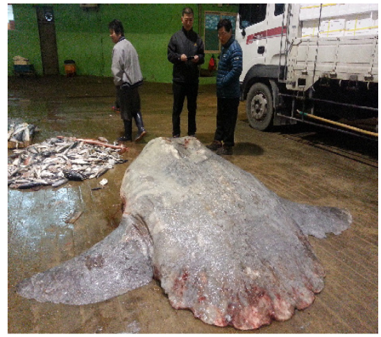 Ocean sunfish Mola mola landed at Busan cooperative fish market in Busan, October 28, 2014. Total length was 250cm and caught by purse seine off Jeju island, Korea (Sample No. 10 in Table 1).