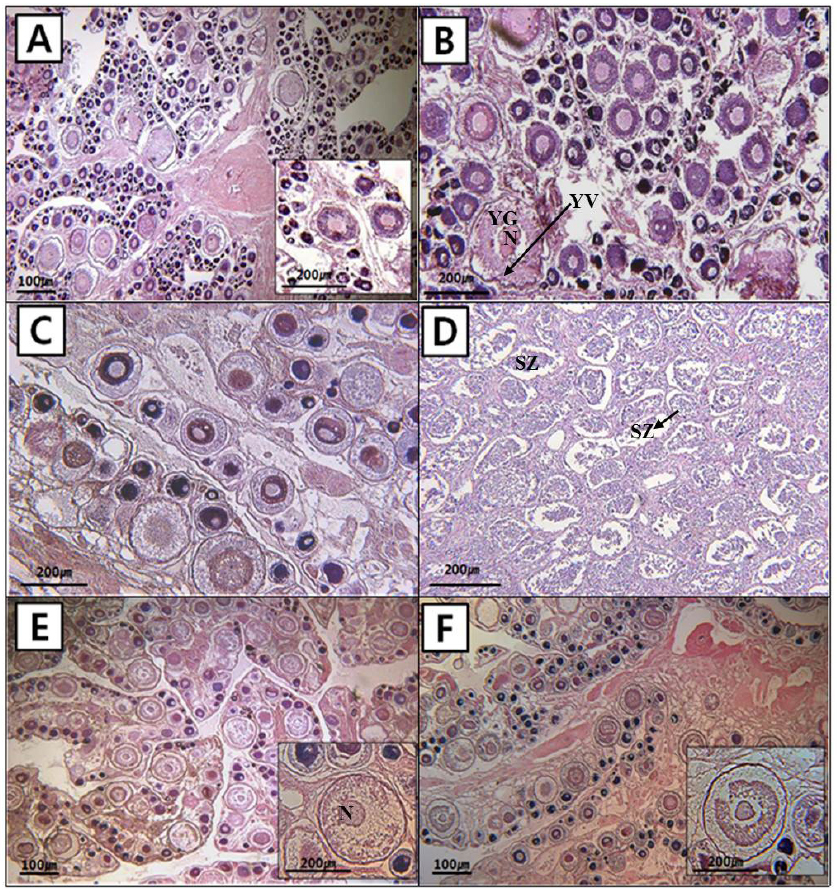 Histological observations of ovary and testis of ocean sunfish Mola mola caught in off Korean waters. A, B: May 2014 (ovary), C: July 2014 (ovary), D: July 2014 (testis), E, F: October 2014 (ovary). N, nucleus; YG, yolk granule; YV, yolk vesicle; SZ, spermatozoa.
