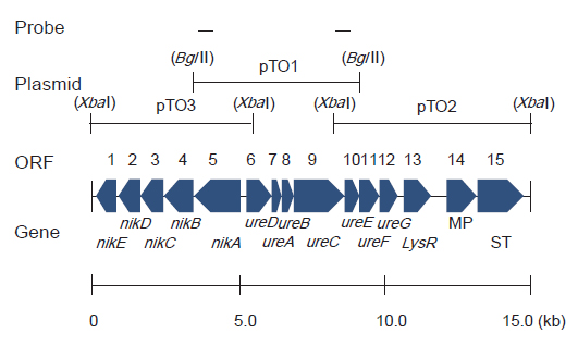 Schematic representation in the region containing the urease gene cluster and open reading frame assignment.