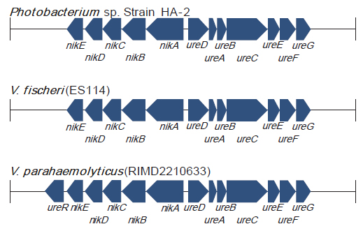 Comparison of genetic organization of urease gene cluster between Photobacterium sp. strain HA-2, V. fischeri, and V. parahaemolyticus.