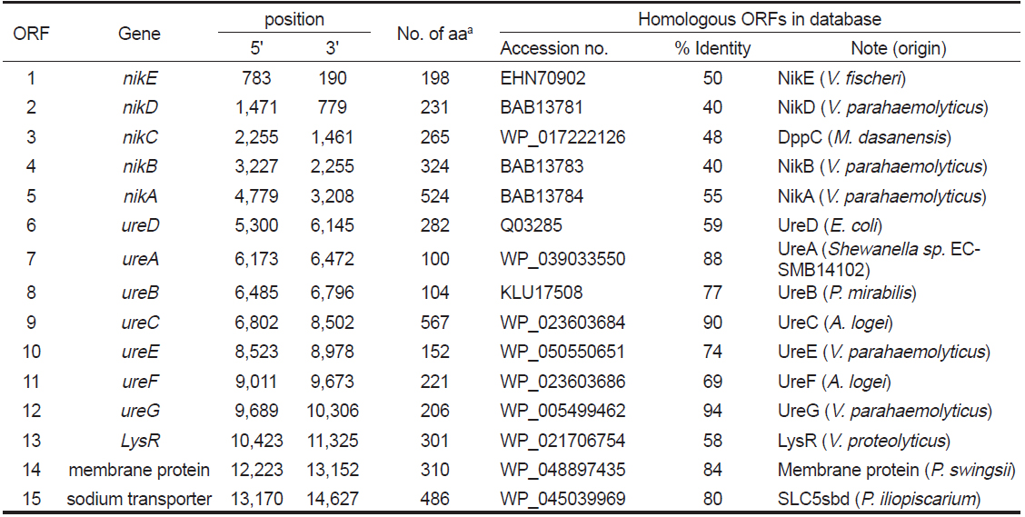 Open reading frames (ORFs) identified in the region containing the urease gene cluster of environmental Photobacterium sp. strain HA-2