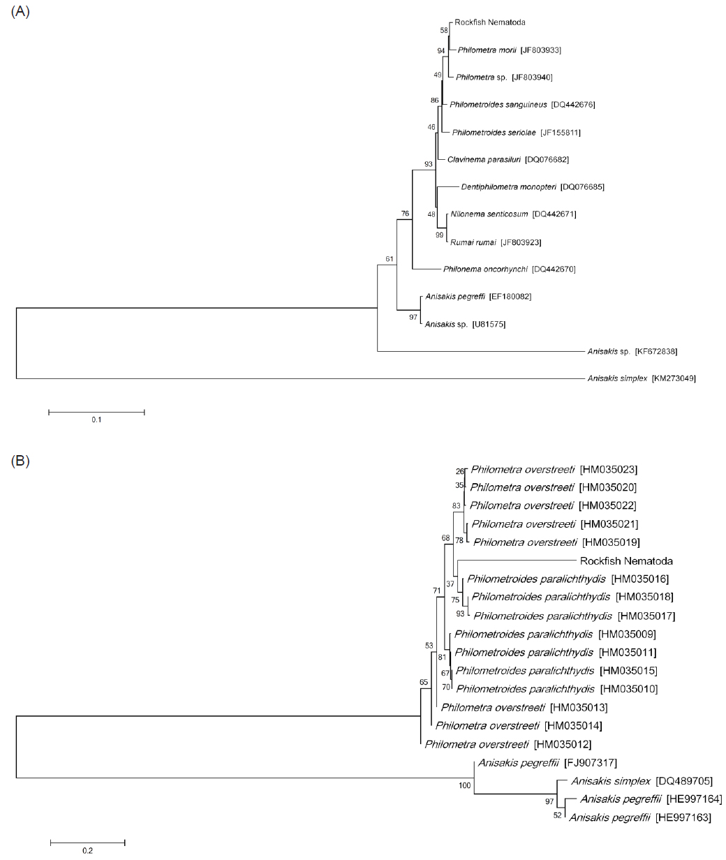 Neighbor-joining analysis of philometrid nematode from rockfish Sebastes schlegeli (A) 18S rRNA and (B) cytochrome c oxidase subunit I sequences from GenBank.