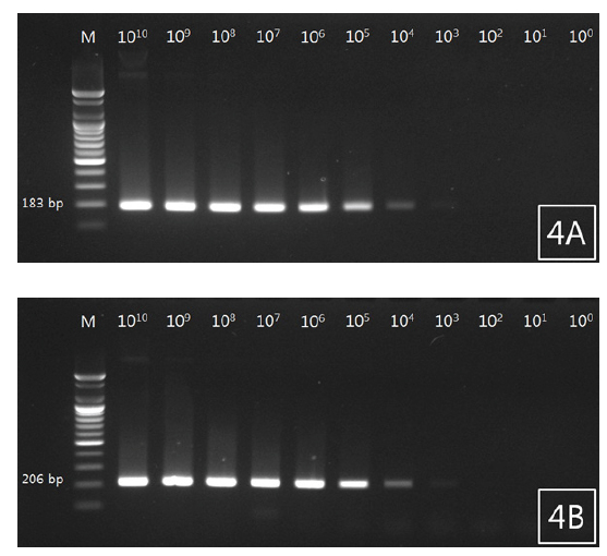 Analytical sensitivity of PCR for detection of philometrid nematode from rockfish Sebastes schlegeli. Plasmid DNA composing 18S rRNA gene of philometrid nematode was serially diluted from 1010 to 100 was used for PCR. Lanes 1 to 11: DNA ladder, 1010, 109, 108, 107, 106, 105, 104, 103, 102, 101 and 100 copy of plasmid DNA/tube. A, RN-18S1; B, RN-18S2.