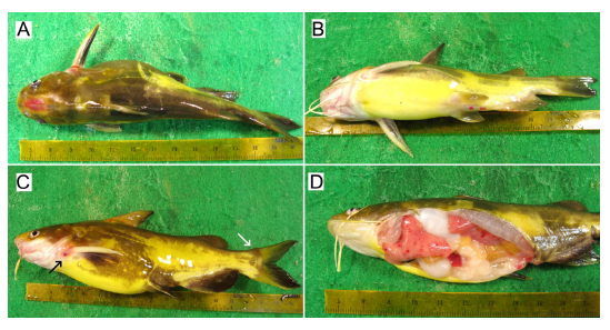 Gross symptoms of diseased fish. A & C: hemorrhages on the head and at the base of the pectoral and caudal fins (arrow). B: Hemorrhages around the anus and progenital pore. D: hemorrhages in the pale live and kidney in a fish after removing the gonads and adipose tissues.